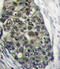 Low-density lipoprotein receptor-related protein 6 antibody, LS-C100405, Lifespan Biosciences, Immunohistochemistry frozen image 