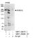 SLX4 Structure-Specific Endonuclease Subunit antibody, NBP1-28680, Novus Biologicals, Immunoprecipitation image 