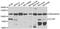 Chloride Voltage-Gated Channel 7 antibody, abx005242, Abbexa, Western Blot image 