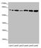 Kizuna Centrosomal Protein antibody, LS-C675951, Lifespan Biosciences, Western Blot image 