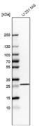 Bisphosphoglycerate mutase antibody, NBP1-86064, Novus Biologicals, Western Blot image 