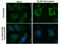 Autophagy Related 9B antibody, GTX132439, GeneTex, Immunofluorescence image 