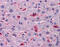Hepcidin Antimicrobial Peptide antibody, 51-590, ProSci, Enzyme Linked Immunosorbent Assay image 