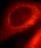 Echinoderm microtubule-associated protein-like 1 antibody, FNab02756, FineTest, Immunofluorescence image 