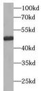 AKT1 Substrate 1 antibody, FNab09942, FineTest, Western Blot image 