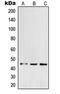 Protein O-Fucosyltransferase 1 antibody, LS-C353355, Lifespan Biosciences, Western Blot image 