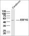 POLG antibody, orb156612, Biorbyt, Western Blot image 