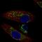 DEP Domain Containing MTOR Interacting Protein antibody, HPA023945, Atlas Antibodies, Immunofluorescence image 