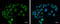ISL LIM Homeobox 1 antibody, GTX102807, GeneTex, Immunocytochemistry image 