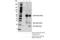 p21 antibody, 64016S, Cell Signaling Technology, Immunoprecipitation image 