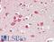 Neurobeachin antibody, LS-B11147, Lifespan Biosciences, Immunohistochemistry paraffin image 