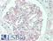 PDZ and LIM domain protein 2 antibody, LS-C797410, Lifespan Biosciences, Immunohistochemistry paraffin image 