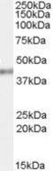 Poly(RC) Binding Protein 4 antibody, GTX88982, GeneTex, Western Blot image 