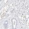 Thioesterase Superfamily Member 5 antibody, NBP1-81943, Novus Biologicals, Immunohistochemistry frozen image 