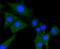 Phospholipase C Gamma 1 antibody, NBP2-67661, Novus Biologicals, Immunocytochemistry image 
