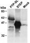 Protein Tyrosine Phosphatase Receptor Type R antibody, AM32005PU-N, Origene, Western Blot image 