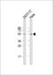 Fizzy And Cell Division Cycle 20 Related 1 antibody, M03219, Boster Biological Technology, Western Blot image 