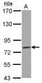 Protocadherin gamma-B4 antibody, NBP2-15065, Novus Biologicals, Western Blot image 