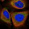 Cytosolic phospholipase A2 antibody, HPA054206, Atlas Antibodies, Immunofluorescence image 