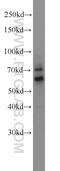 Zinc Finger Protein 311 antibody, 23243-1-AP, Proteintech Group, Western Blot image 