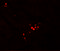 Guanylate Binding Protein 5 antibody, 7327, ProSci Inc, Immunofluorescence image 