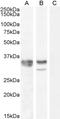 Heterogeneous Nuclear Ribonucleoprotein A2/B1 antibody, LS-B10604, Lifespan Biosciences, Western Blot image 