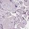 Glutamate Rich 5 antibody, HPA025293, Atlas Antibodies, Immunohistochemistry paraffin image 