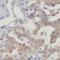 CRH antibody, FNab01973, FineTest, Immunohistochemistry frozen image 