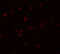 Protein NLRC3 antibody, 5949, ProSci, Immunofluorescence image 