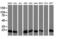 Destrin antibody, LS-C172827, Lifespan Biosciences, Western Blot image 