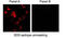 Carbonic Anhydrase 9 antibody, MBS616120, MyBioSource, Immunofluorescence image 