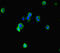 ELL Associated Factor 2 antibody, LS-C677751, Lifespan Biosciences, Immunofluorescence image 