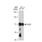 SRY-Box 9 antibody, GTX01545, GeneTex, Western Blot image 