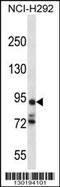 Protocadherin Alpha 7 antibody, 56-570, ProSci, Western Blot image 