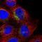 Ring Finger Protein 144A antibody, PA5-62099, Invitrogen Antibodies, Immunofluorescence image 