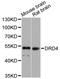 Dopamine Receptor D4 antibody, STJ111076, St John