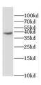Docking Protein 6 antibody, FNab02505, FineTest, Western Blot image 