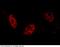 E3 ubiquitin-protein ligase ARIH2 antibody, 100836-T42, Sino Biological, Immunohistochemistry frozen image 