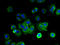 Leucine-rich repeat-containing protein 4C antibody, A67970-100, Epigentek, Immunofluorescence image 