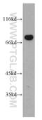 BCL2 Associated Athanogene 3 antibody, 10599-1-AP, Proteintech Group, Western Blot image 