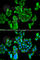 Cell Division Cycle And Apoptosis Regulator 1 antibody, A6334, ABclonal Technology, Immunofluorescence image 