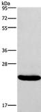 Interferon Alpha 16 antibody, PA5-50684, Invitrogen Antibodies, Western Blot image 