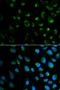 Nucleolin antibody, orb324876, Biorbyt, Immunocytochemistry image 