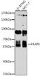Kelch Like ECH Associated Protein 1 antibody, A1820, ABclonal Technology, Western Blot image 