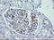 Leucine Rich Repeat Containing 25 antibody, LS-C787303, Lifespan Biosciences, Immunohistochemistry frozen image 