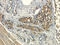 Progestin And AdipoQ Receptor Family Member 7 antibody, orb338843, Biorbyt, Immunohistochemistry paraffin image 