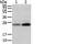 WAP Four-Disulfide Core Domain 5 antibody, PA5-51168, Invitrogen Antibodies, Western Blot image 