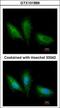 Protein Kinase C Substrate 80K-H antibody, GTX101889, GeneTex, Immunocytochemistry image 