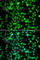 FKBP Prolyl Isomerase 6 antibody, A7013, ABclonal Technology, Immunofluorescence image 