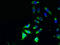 Phospholipase D Family Member 4 antibody, LS-C371736, Lifespan Biosciences, Immunofluorescence image 